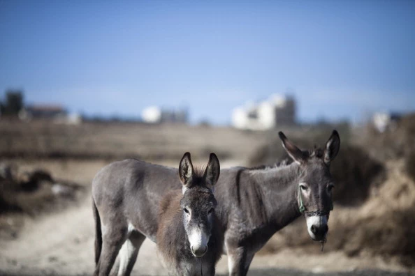 Animal Charity Saves Holy Land Donkeys