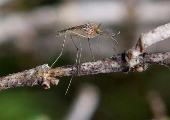 Bay Area Vector Control Team Investigates West Nile Mosquito Presence photo of mosquito