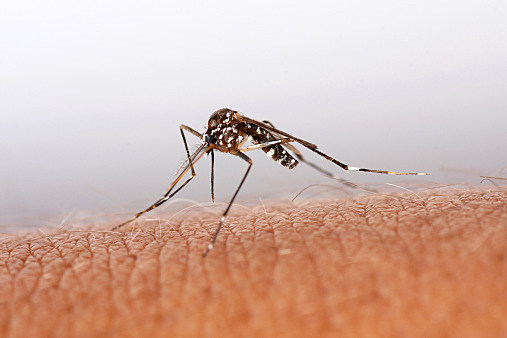 MOSQUITO106474158 photo of mosquito