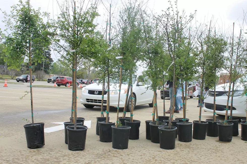 How to Get a Free Tree in Shreveport This Week