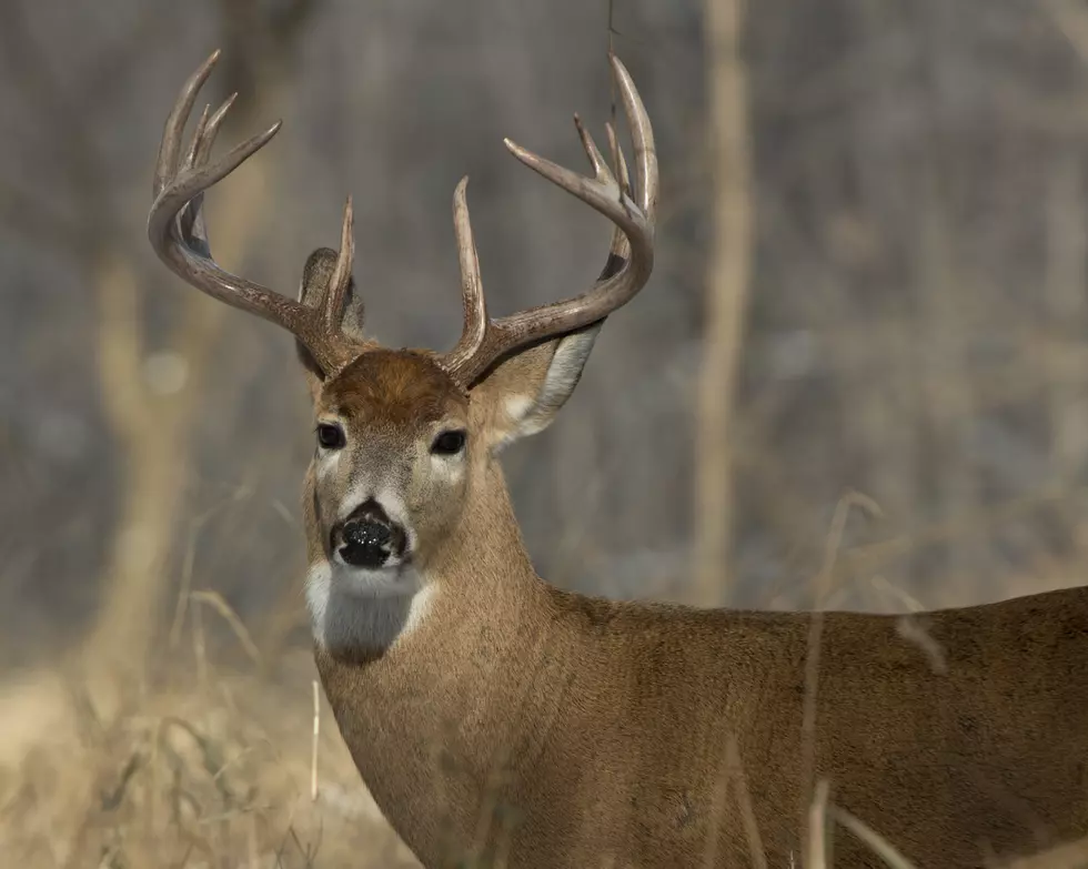 How Many Deer Could Louisiana Hunters Harvest This Season?